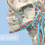 Anatomical dental model of human teeth for dentistry, dental care, medical students. 3d illustration